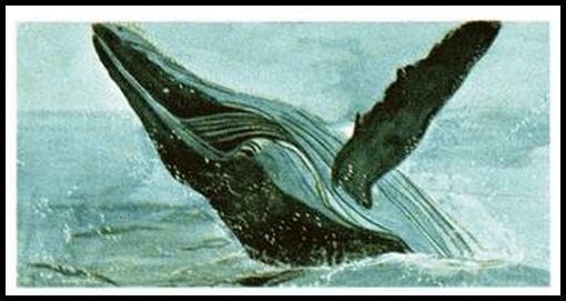 37 Humpback Whale